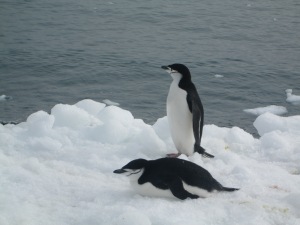 Chinstrap penguins carrying on regardless